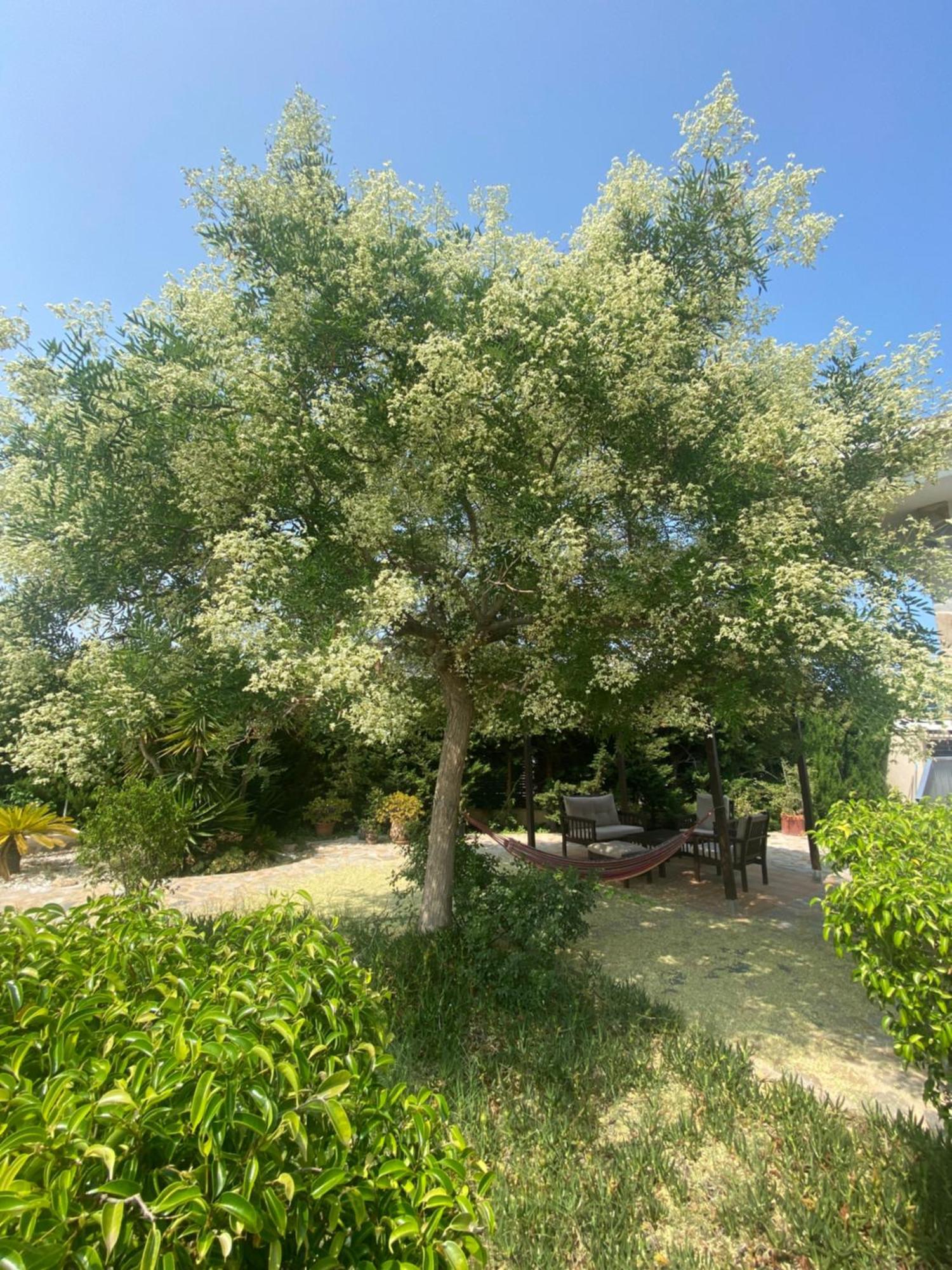 Villa Casa Lusentum Torrevieja Exterior foto